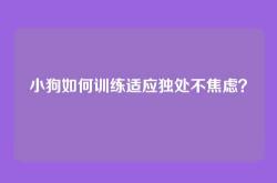 小狗如何训练适应独处不焦虑？