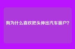狗为什么喜欢把头伸出汽车窗户？