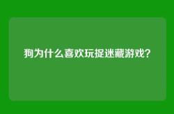 狗为什么喜欢玩捉迷藏游戏？