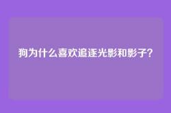 狗为什么喜欢追逐光影和影子？