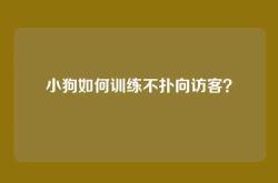 小狗如何训练不扑向访客？