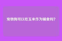 宠物狗可以吃玉米作为辅食吗？