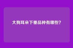 大狗耳朵下垂品种有哪些？