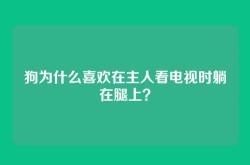 狗为什么喜欢在主人看电视时躺在腿上？