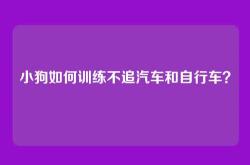 小狗如何训练不追汽车和自行车？