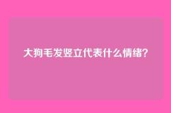大狗毛发竖立代表什么情绪？