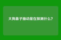 大狗鼻子抽动是在探测什么？
