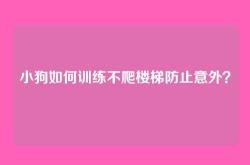 小狗如何训练不爬楼梯防止意外？