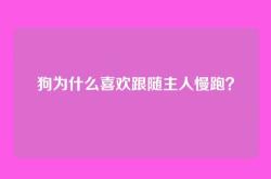 狗为什么喜欢跟随主人慢跑？
