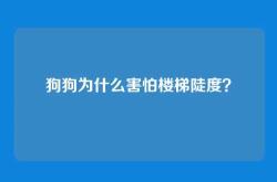 狗狗为什么害怕楼梯陡度？