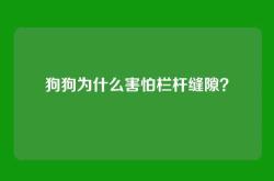 狗狗为什么害怕栏杆缝隙？