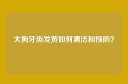 大狗牙齿发黄如何清洁和预防？
