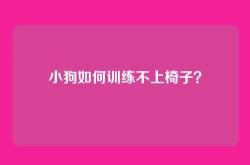 小狗如何训练不上椅子？