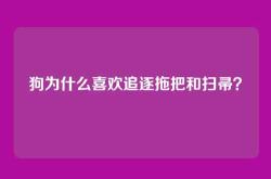 狗为什么喜欢追逐拖把和扫帚？