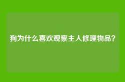 狗为什么喜欢观察主人修理物品？