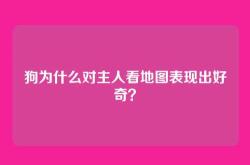 狗为什么对主人看地图表现出好奇？