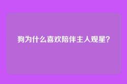 狗为什么喜欢陪伴主人观星？