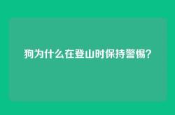 狗为什么在登山时保持警惕？