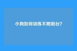 小狗如何训练不爬阳台？