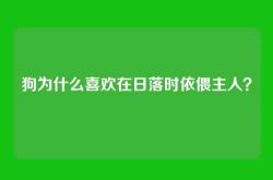 狗为什么喜欢在日落时依偎主人？