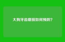 大狗牙齿磨损如何预防？