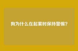 狗为什么在起雾时保持警惕？