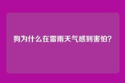 狗为什么在雷雨天气感到害怕？