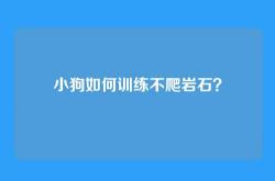 小狗如何训练不爬岩石？