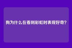 狗为什么在看到彩虹时表现好奇？