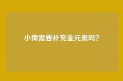 小狗需要补充金元素吗？