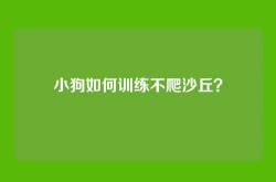 小狗如何训练不爬沙丘？