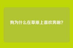 狗为什么在草原上喜欢奔跑？