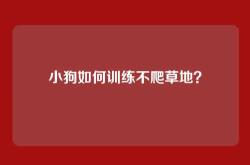 小狗如何训练不爬草地？