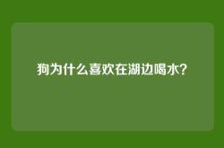 狗为什么喜欢在湖边喝水？