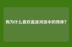 狗为什么喜欢追逐河流中的物体？