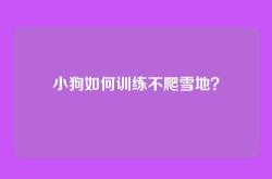小狗如何训练不爬雪地？
