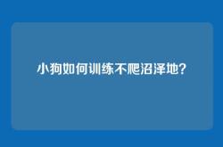 小狗如何训练不爬沼泽地？