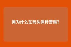 狗为什么在码头保持警惕？