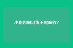 小狗如何训练不爬峡谷？