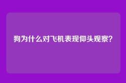 狗为什么对飞机表现仰头观察？