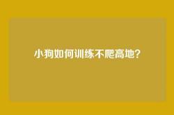 小狗如何训练不爬高地？