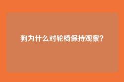 狗为什么对轮椅保持观察？