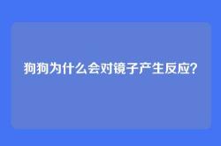 狗狗为什么会对镜子产生反应？