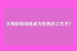 大狗如何训练成为优秀的工作犬？
