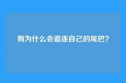 狗为什么会追逐自己的尾巴？