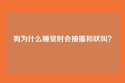狗为什么睡觉时会抽搐和吠叫？