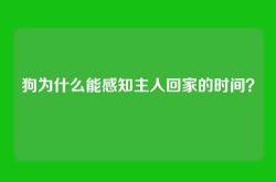狗为什么能感知主人回家的时间？