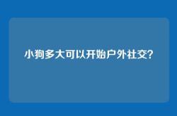 小狗多大可以开始户外社交？
