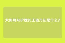 大狗耳朵护理的正确方法是什么？
