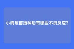 小狗疫苗接种后有哪些不良反应？